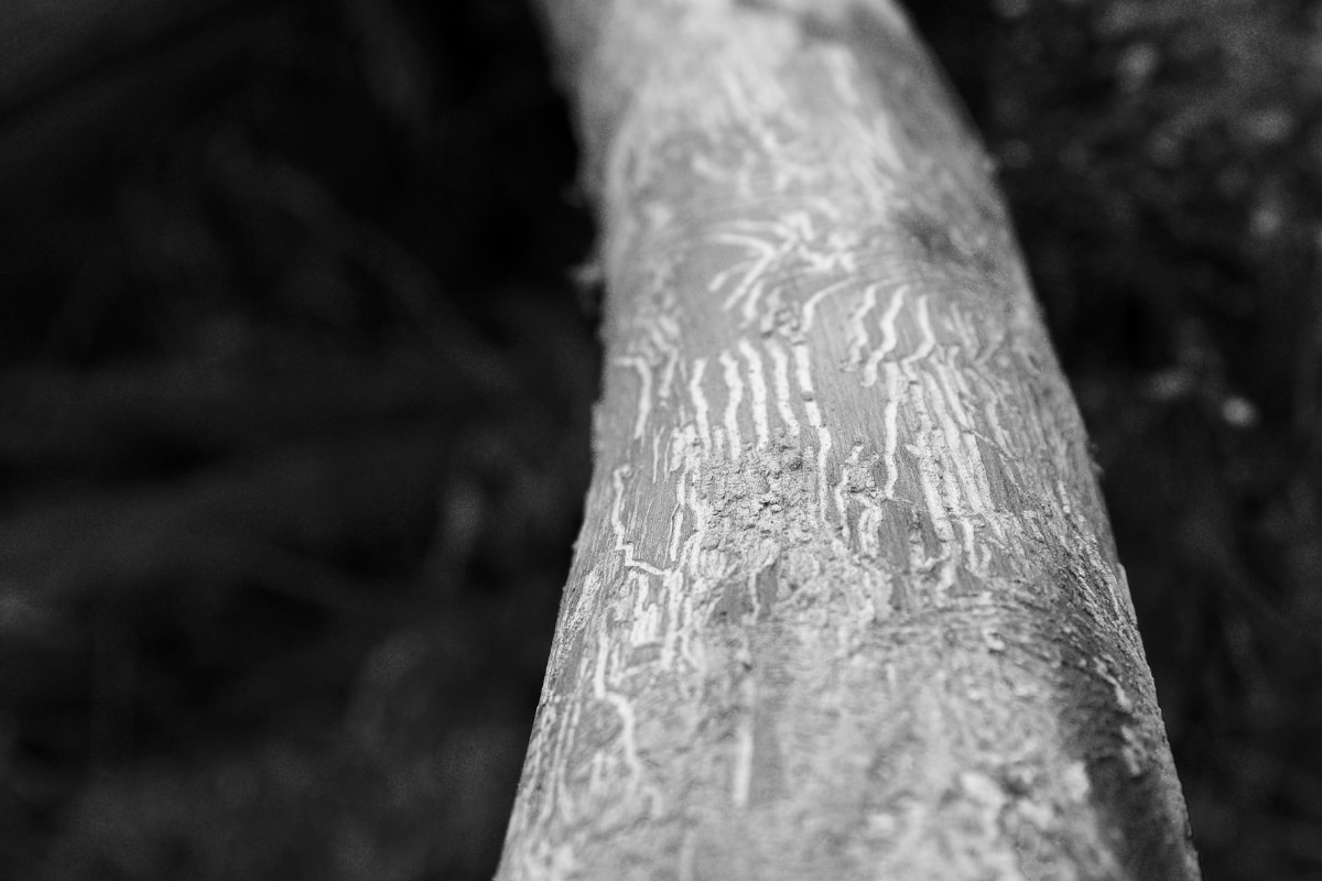 tree trunk damage elm tree, dutch elm disease