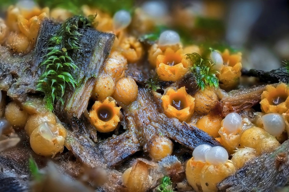 artillery fungus mushroom