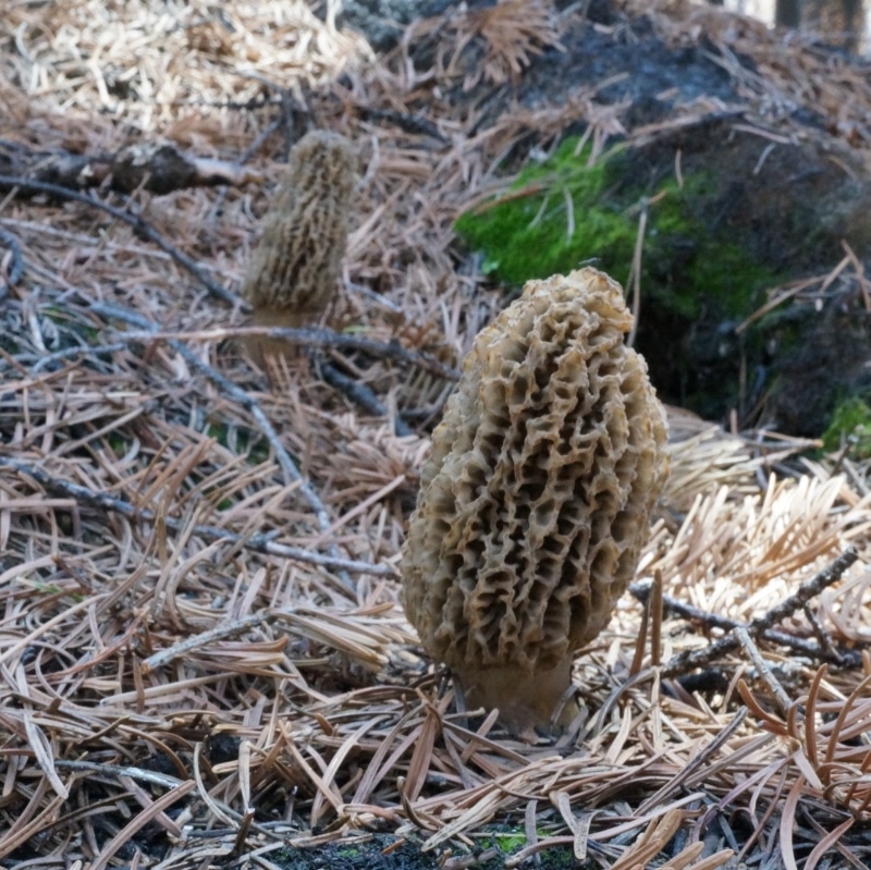 burn morels on forest floor