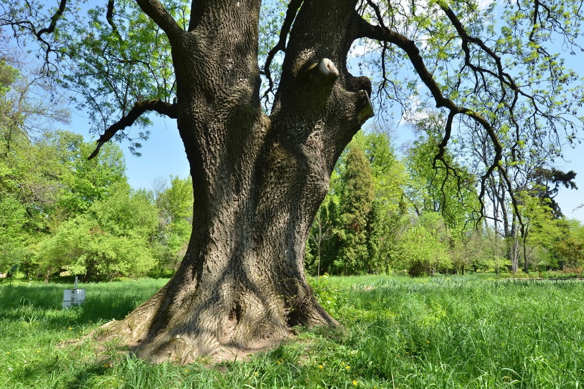 large ash tree trunk