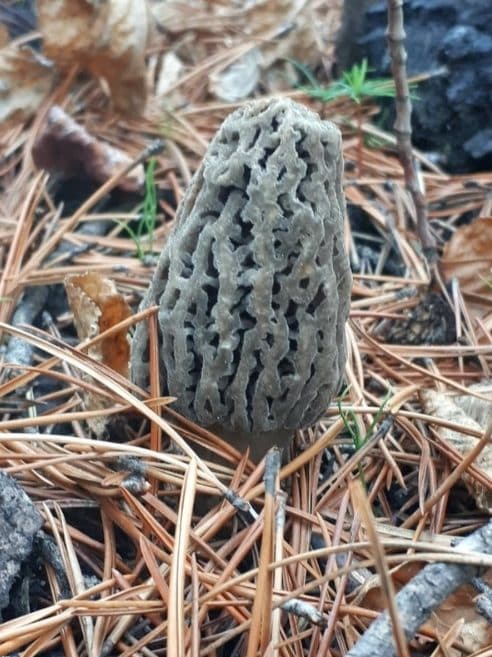 burn morel tomentosa