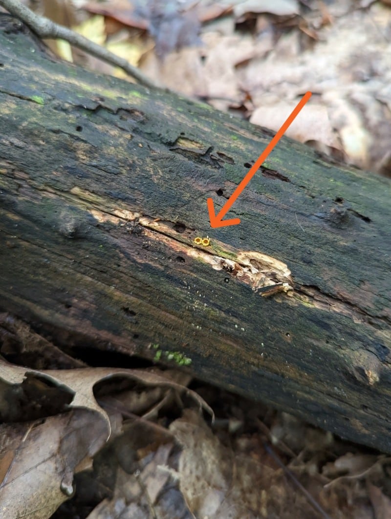 Sphaerobolus stellatus