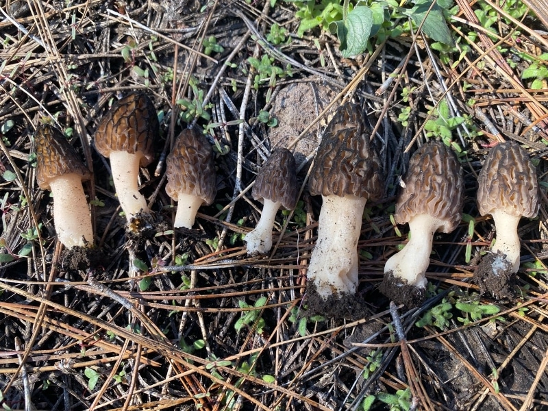 burn morels harvested