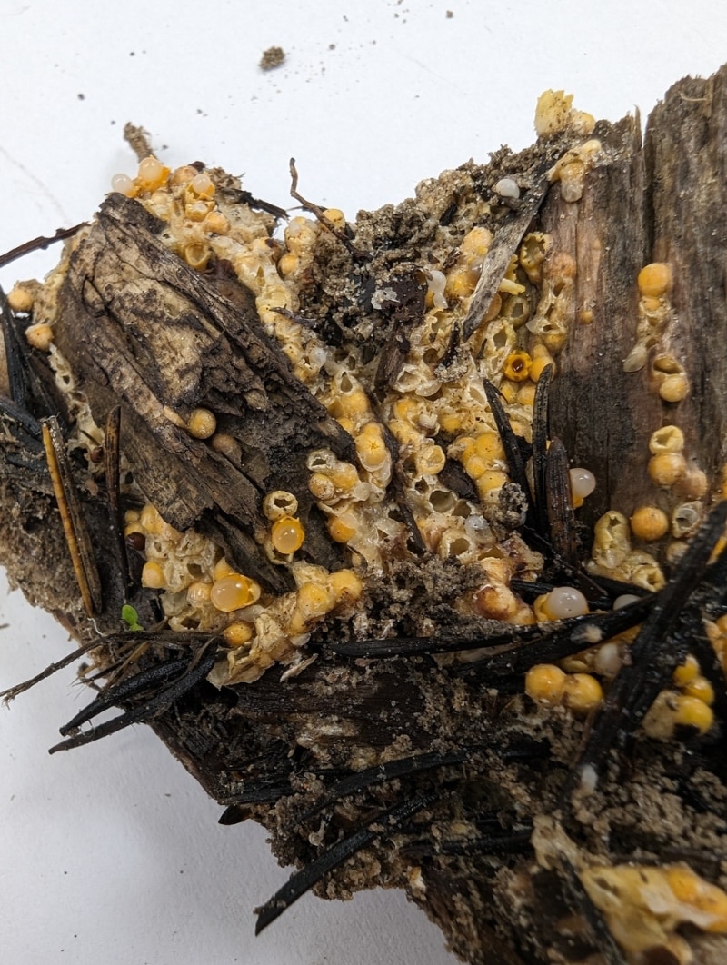 Sphaerobolus stellatus