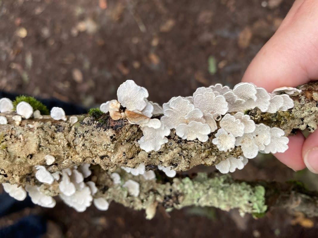 Plicaturopsis crispa