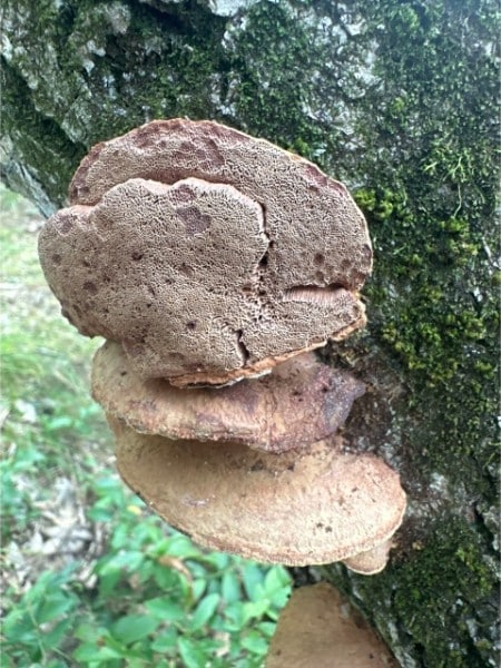 tender nesting polypore