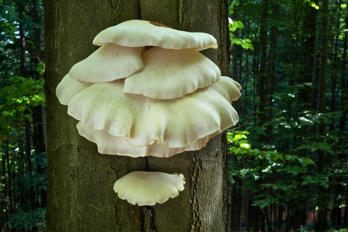 oyster mushrooms
