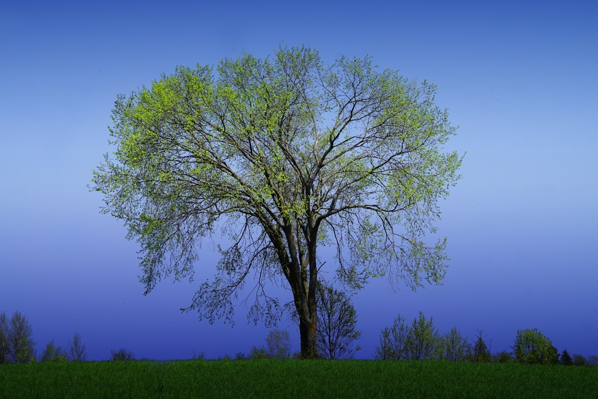 American elm tree
