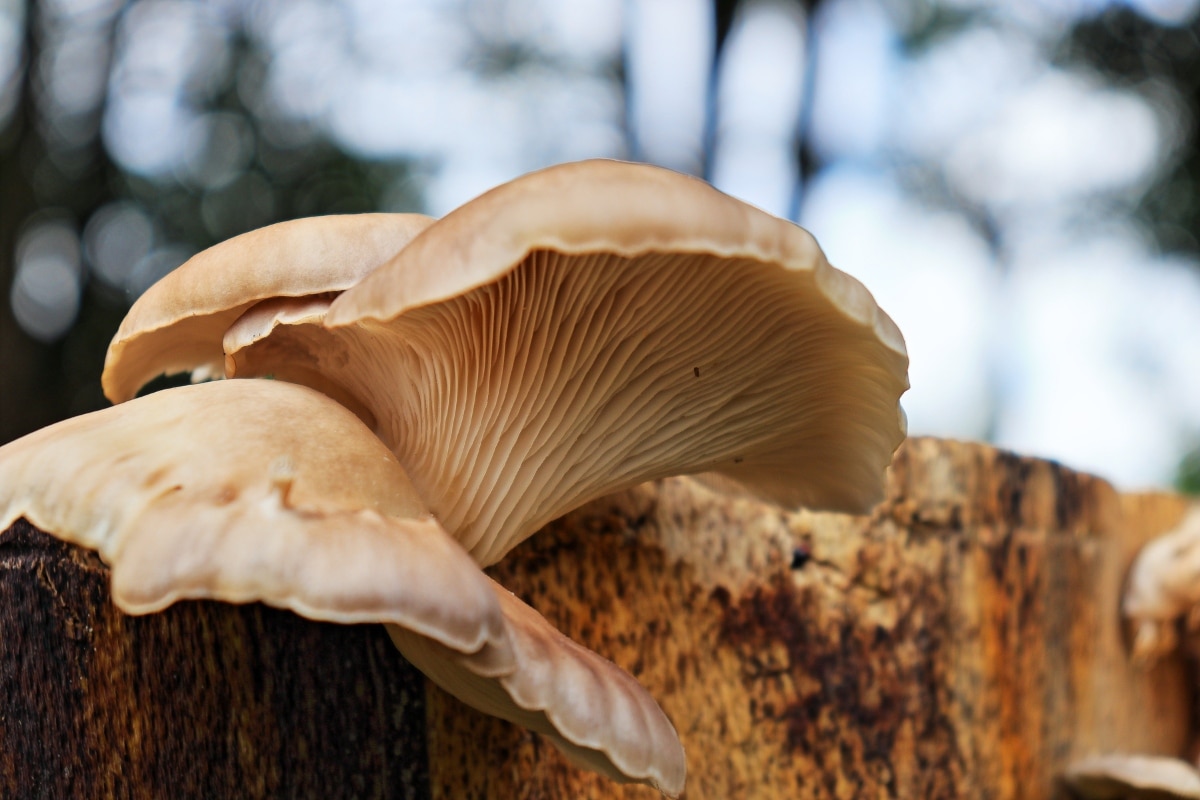 oyster mushrooms