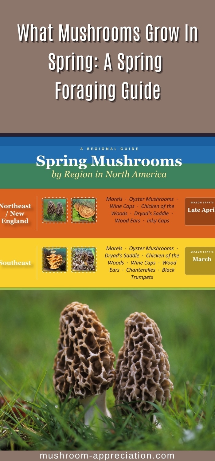 What Mushrooms Grow In Spring: A Spring Foraging Guide - Mushroom ...