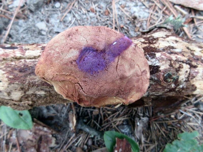 tender nesting polypore