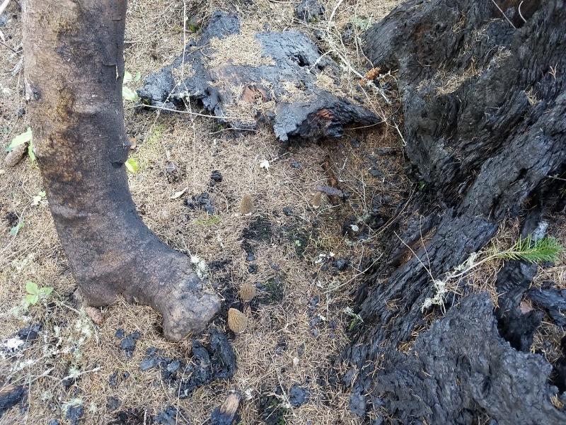 burn morel ecology