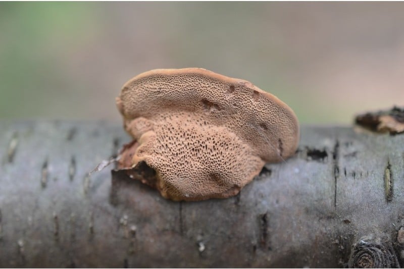 Hapalopilus rutilans syn. Hapalopilus nidulans