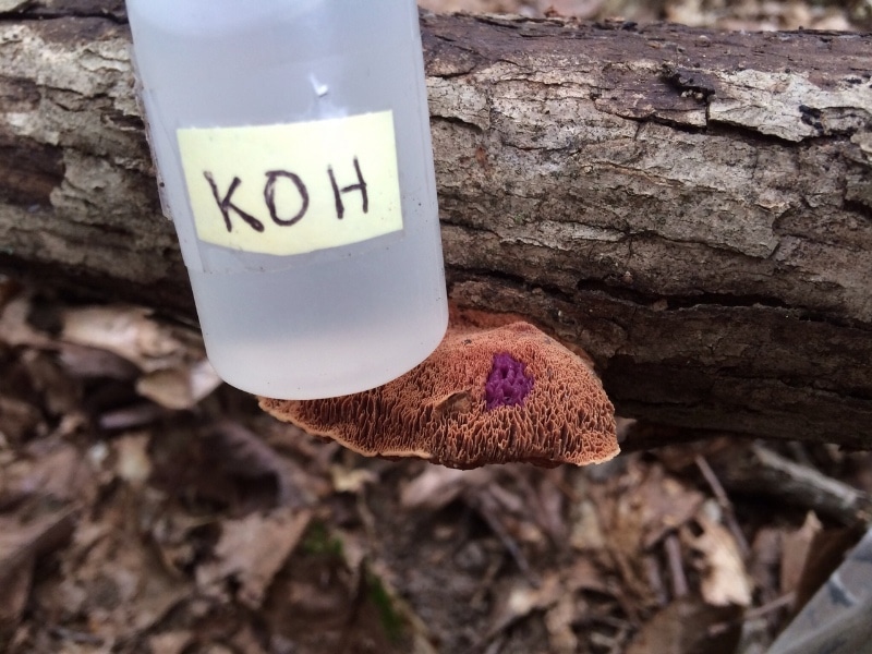 Hapalopilus rutilans syn. Hapalopilus nidulans