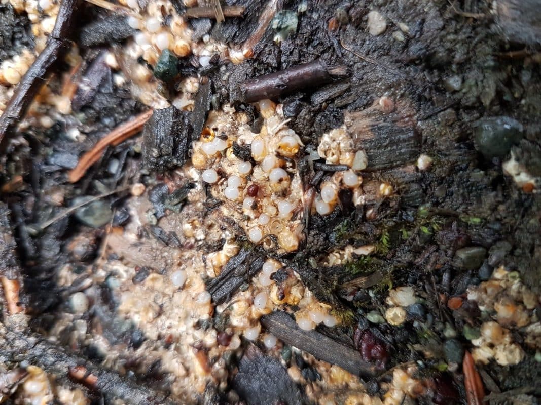 Sphaerobolus stellatus