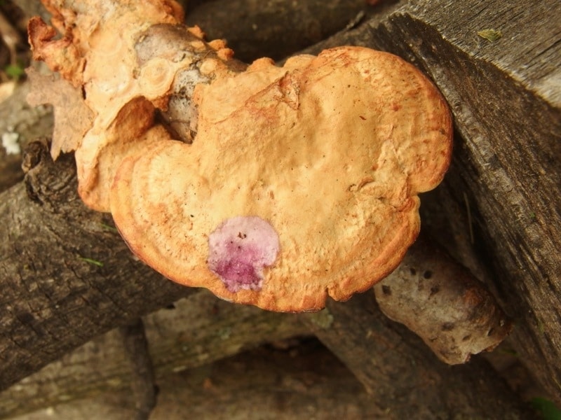 Hapalopilus rutilans syn. Hapalopilus nidulans