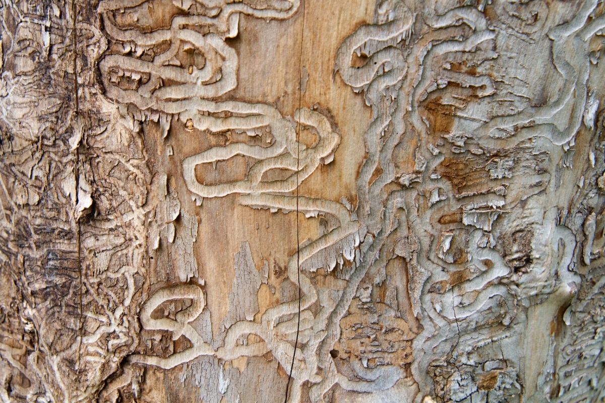 emerald ash borer infestation, ash tree