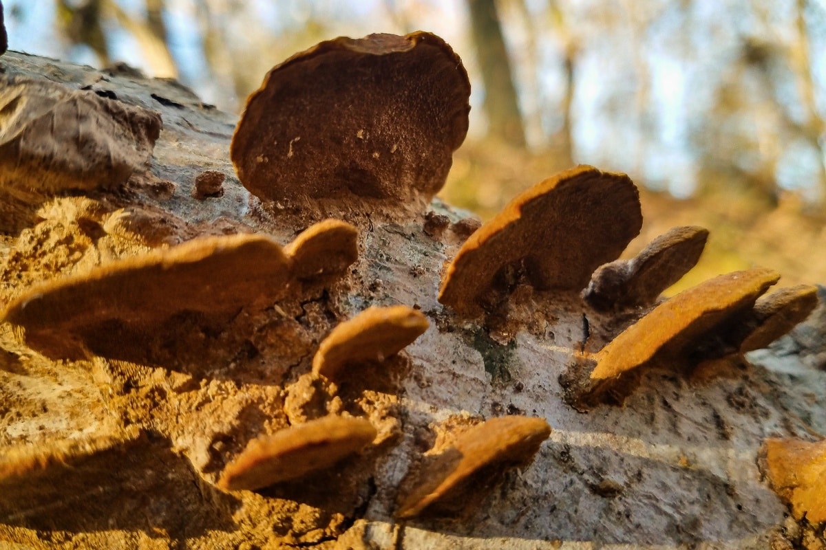 Phellinus gilvus