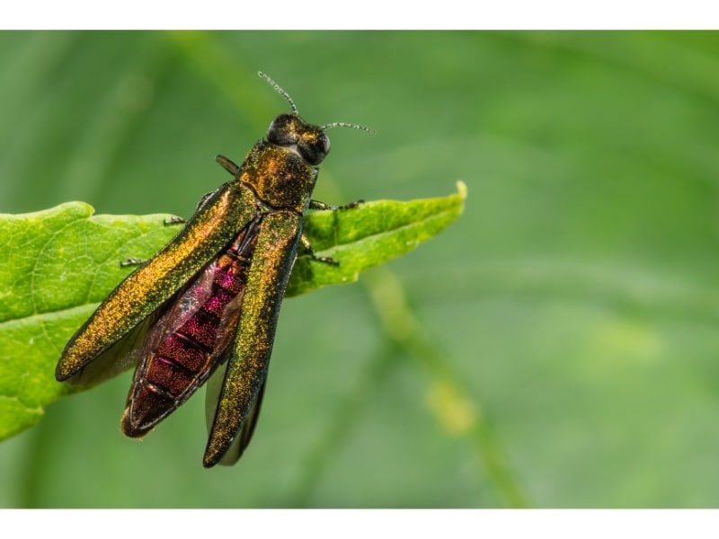 emerald ash borer