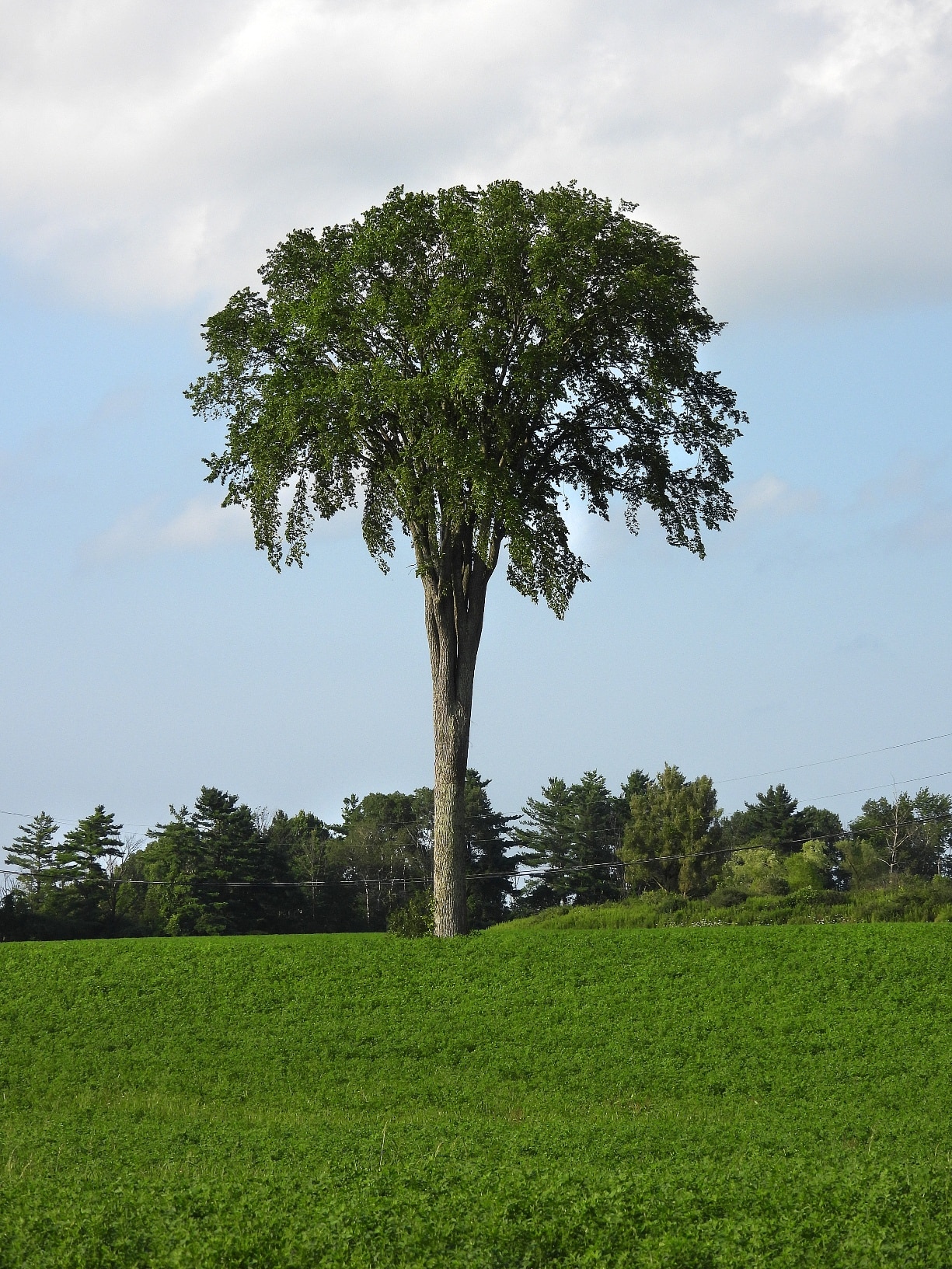 elm tree solitary