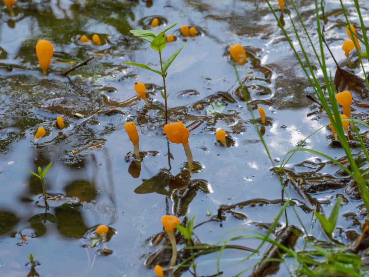Mitrula swamp beacon fungus