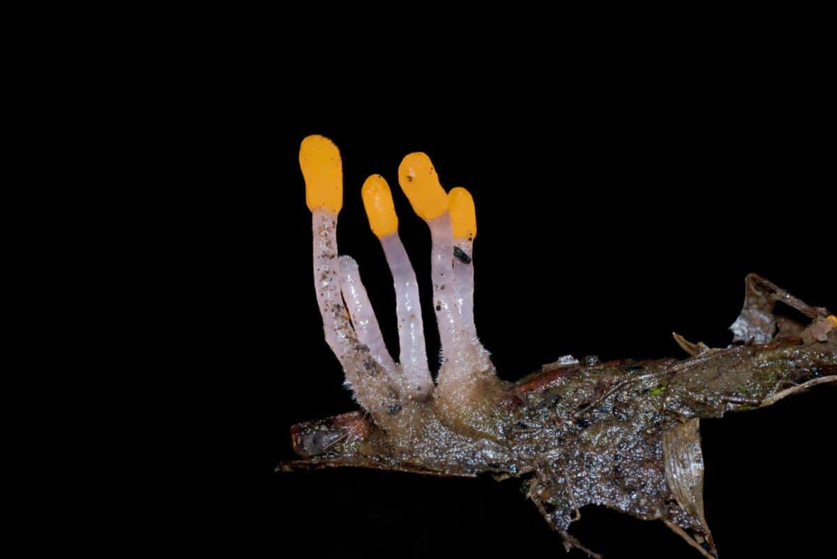 Mitrula swamp beacon