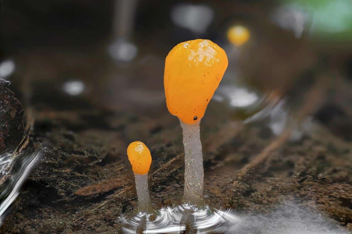 swamp beacon fungus, bog beacon