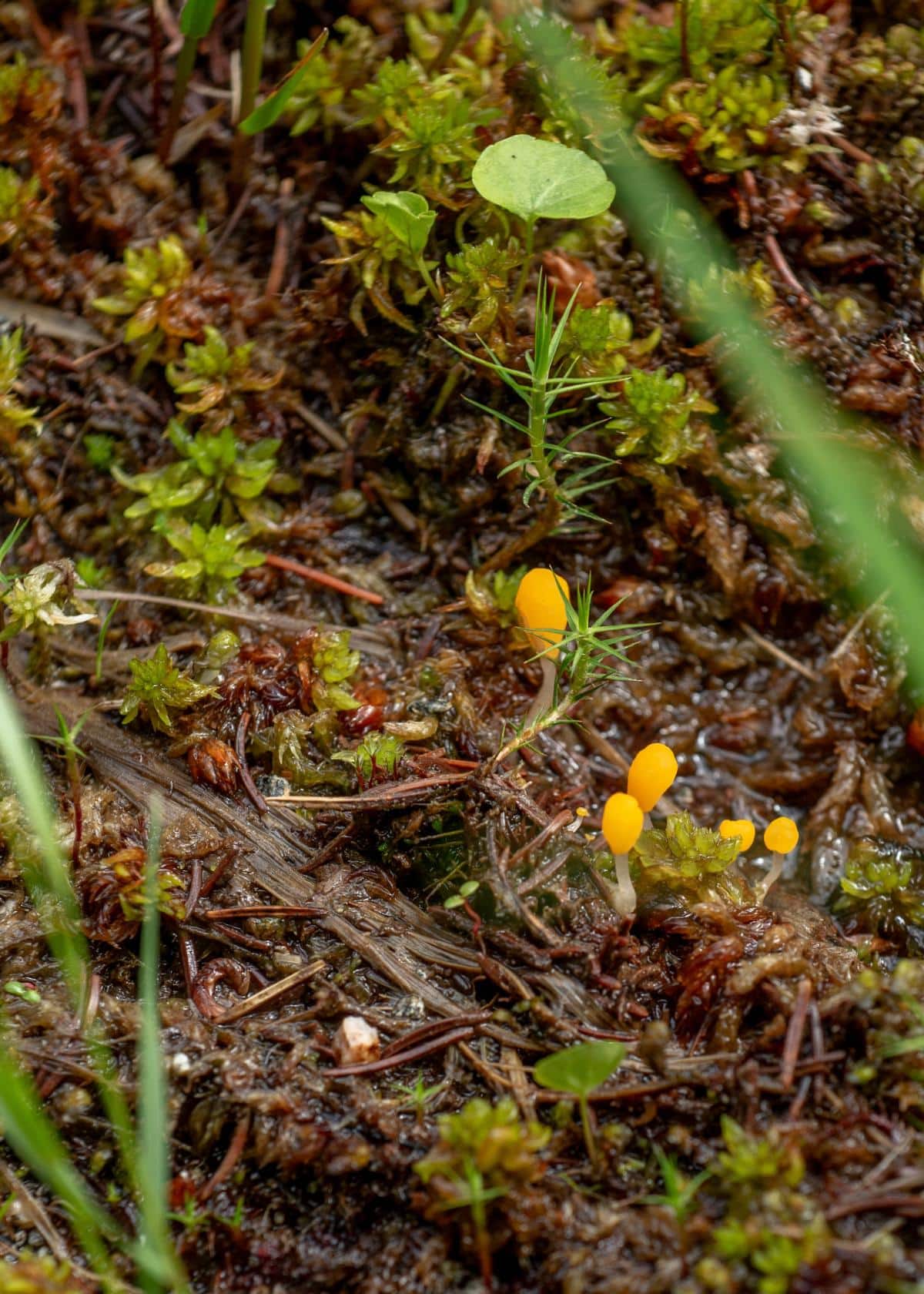 bog beacon fungus