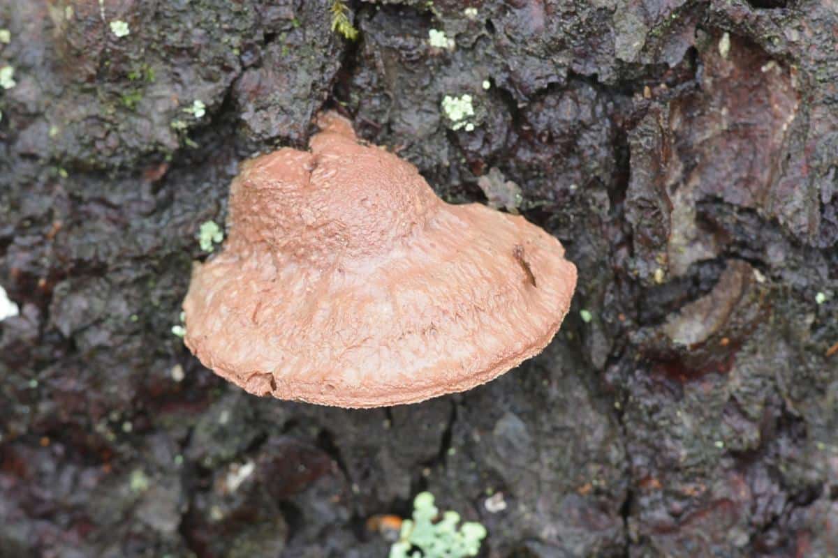 tender nesting polypore