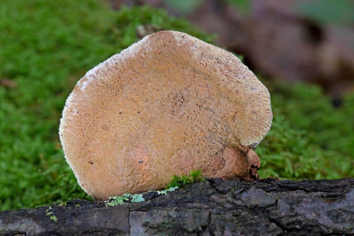 Hapalopilus rutilans syn. Hapalopilus nidulans