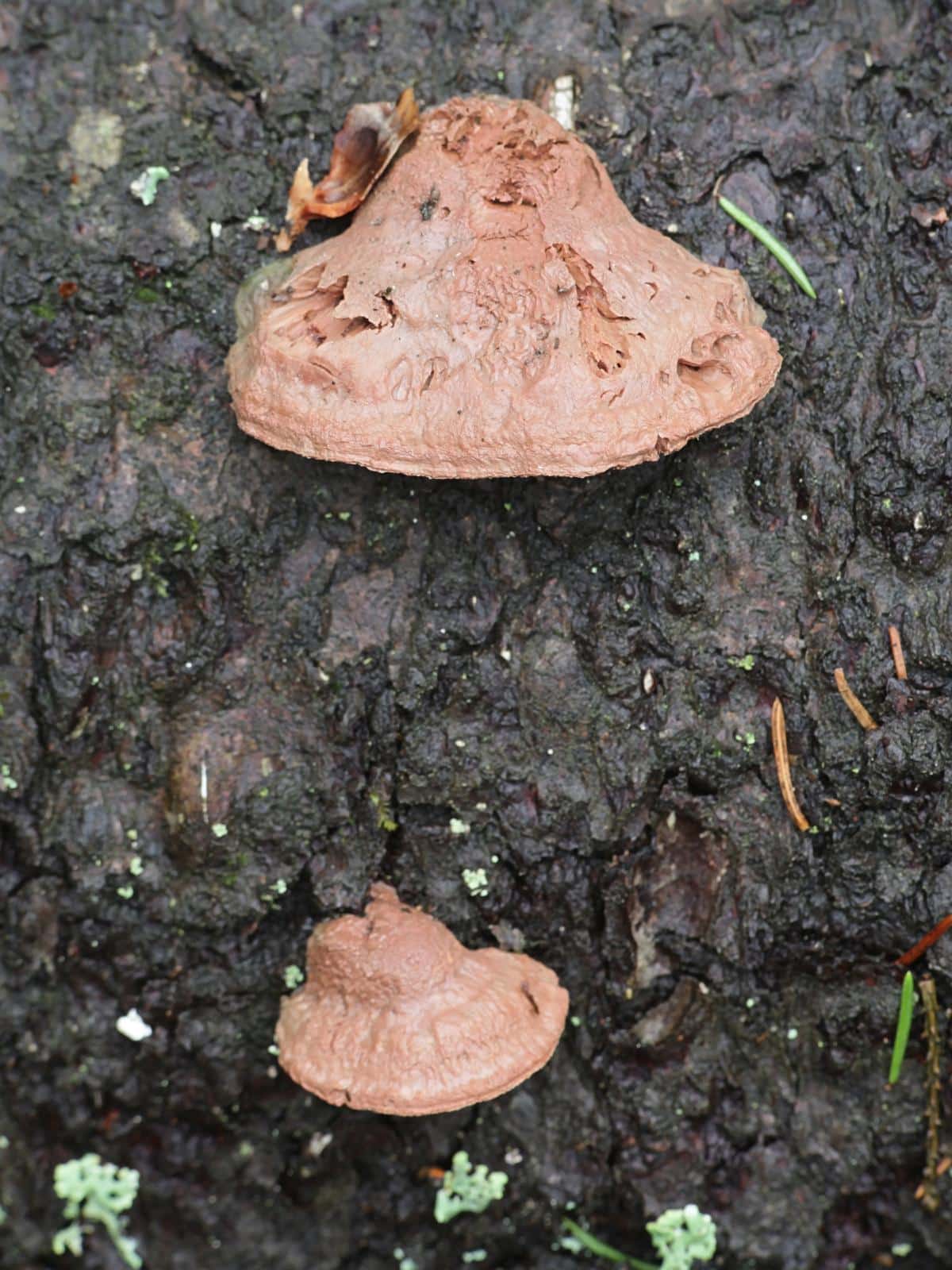 Hapalopilus rutilans syn. Hapalopilus nidulans