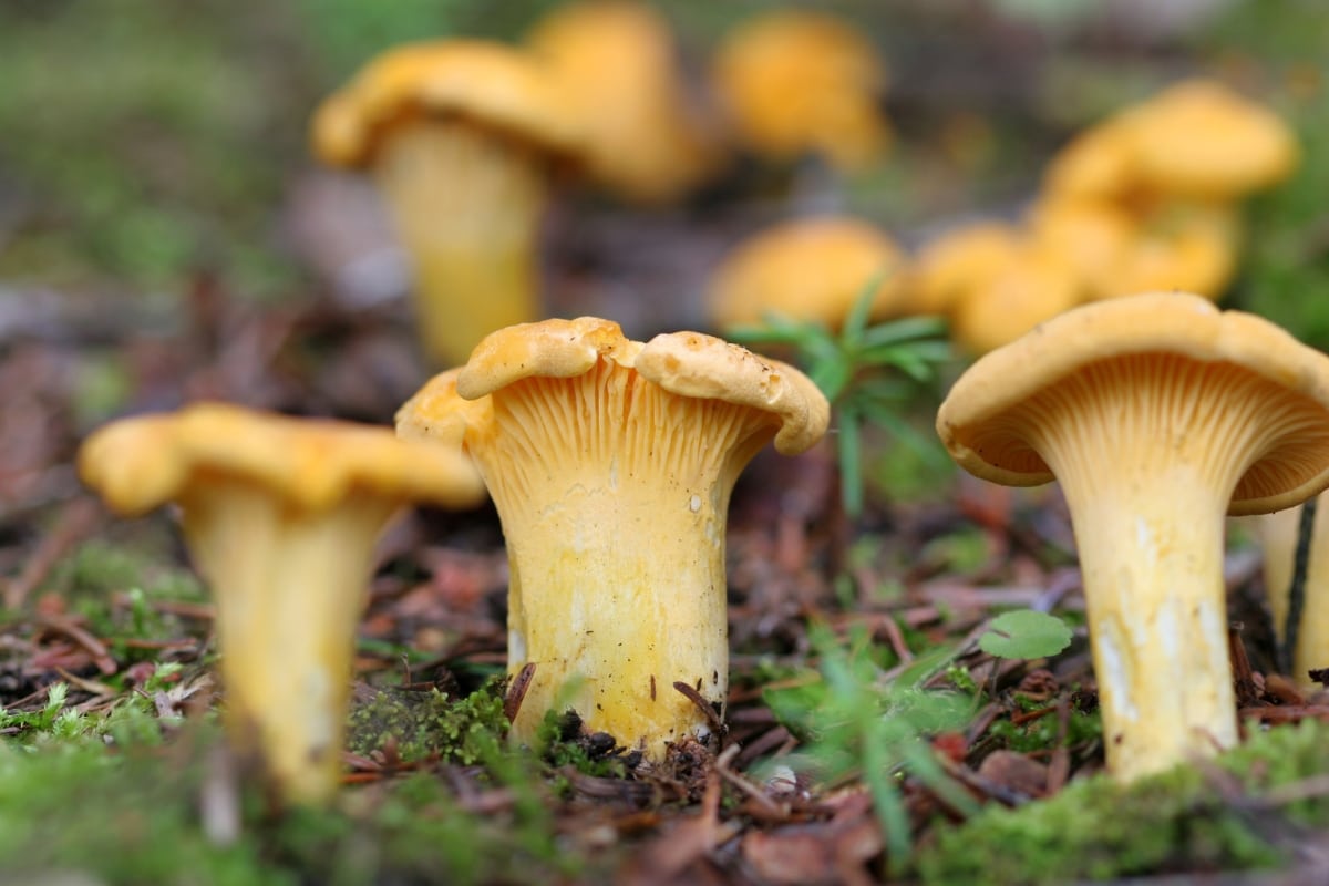 chanterelle cultivation