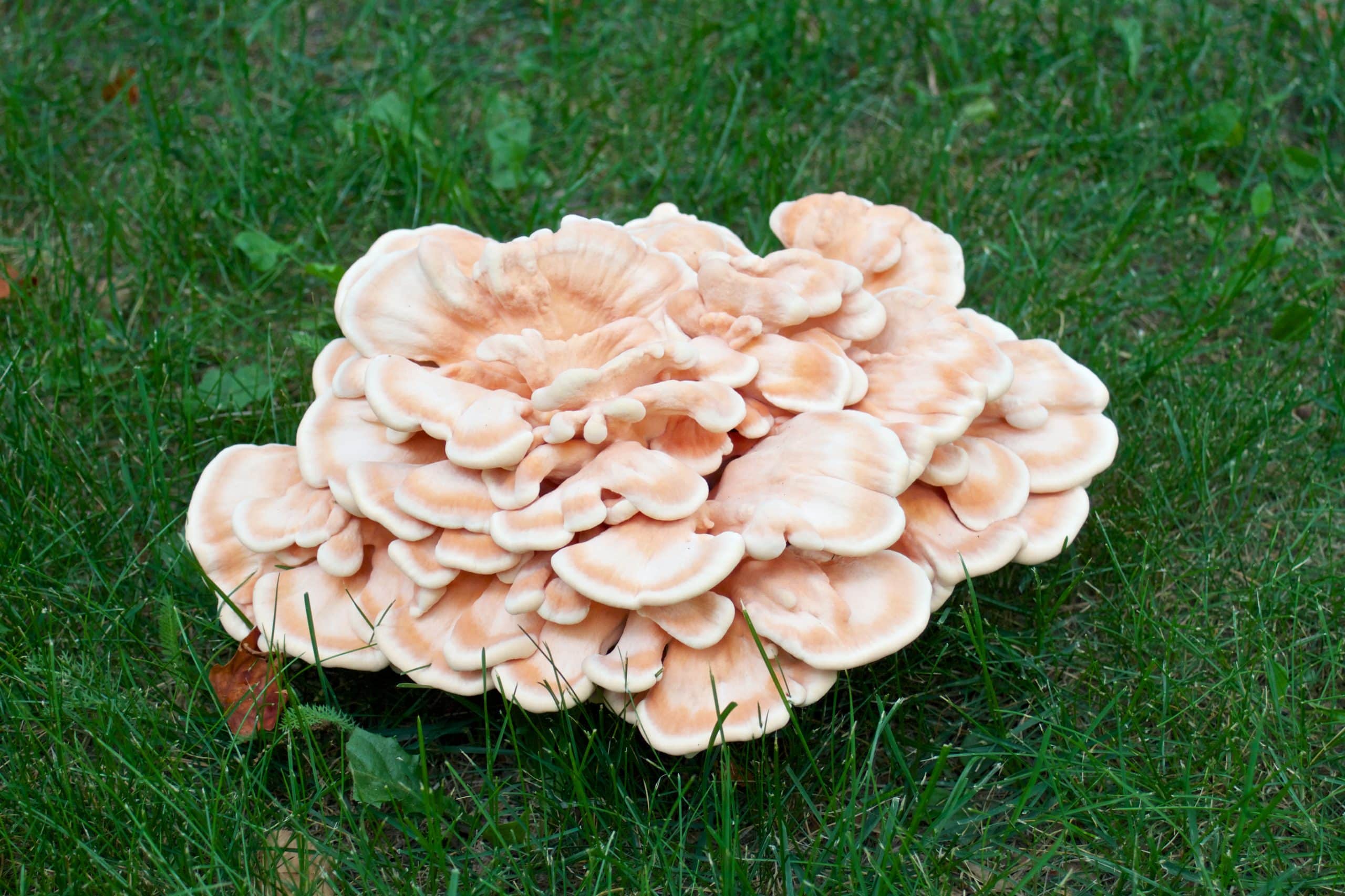 chicken of the woods mushroom
