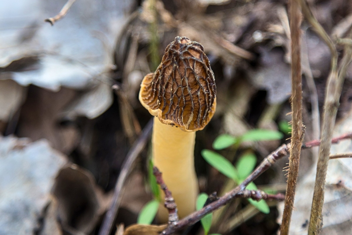 half free morel peckerhead