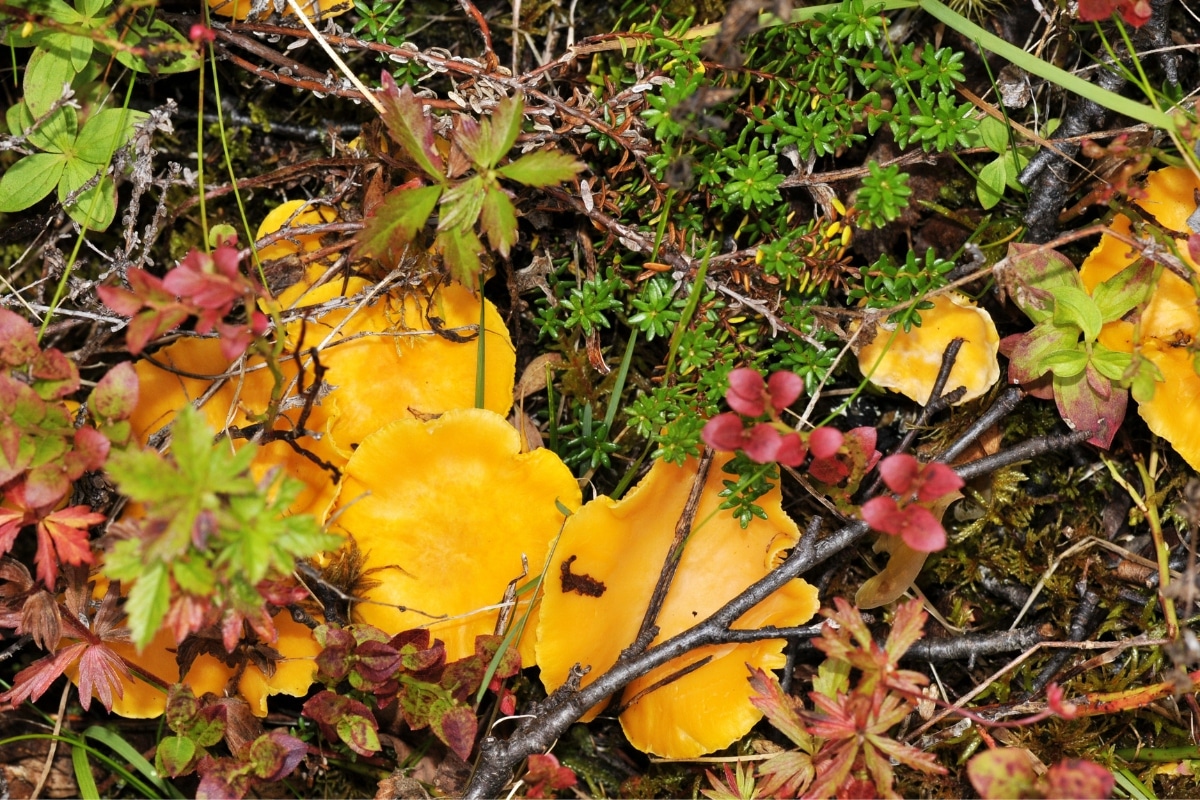 growing chanterelles, is it possible?