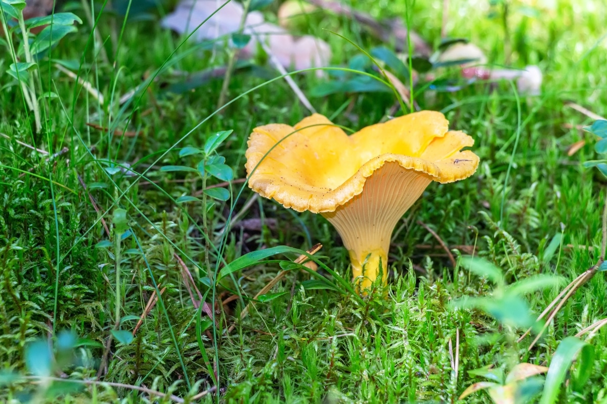 growing chanterelles, chanterelle cultivation