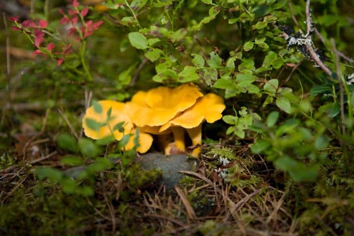 Chanterelle Cultivation: Can Chanterelle Mushrooms Be Grown? - Mushroom ...