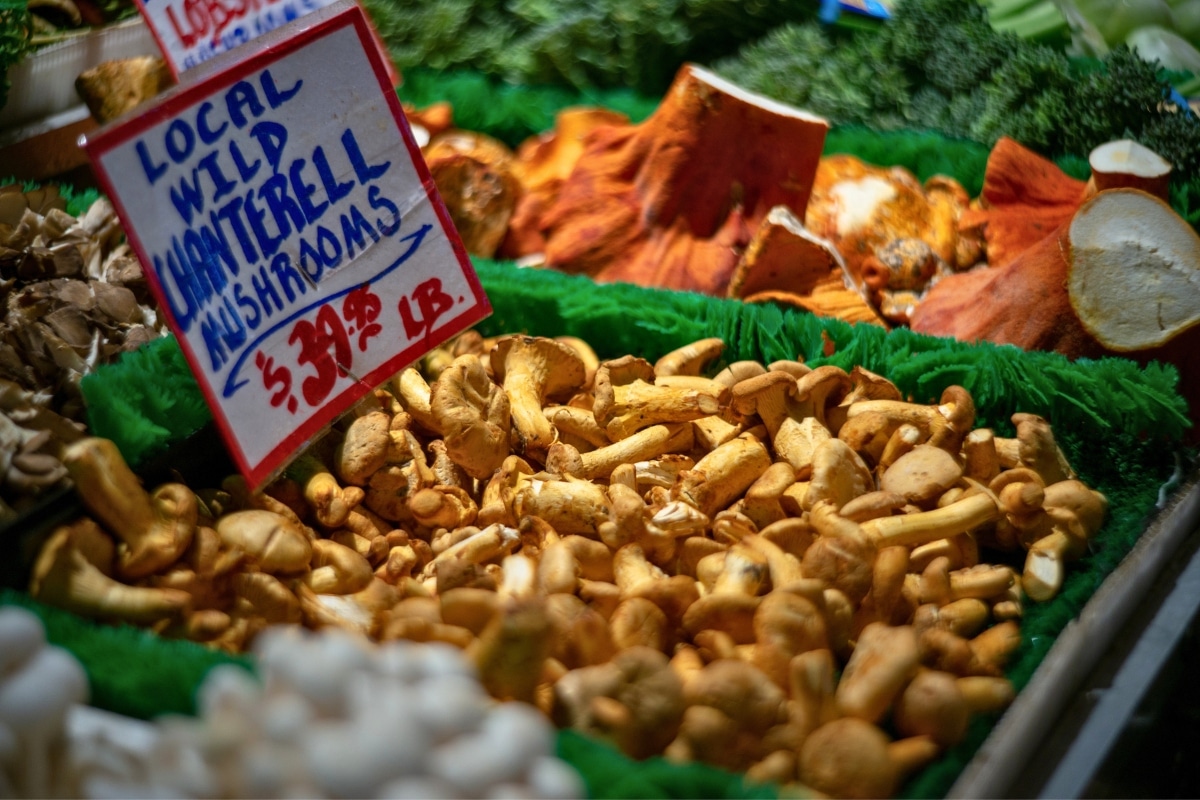 chanterelles for sale