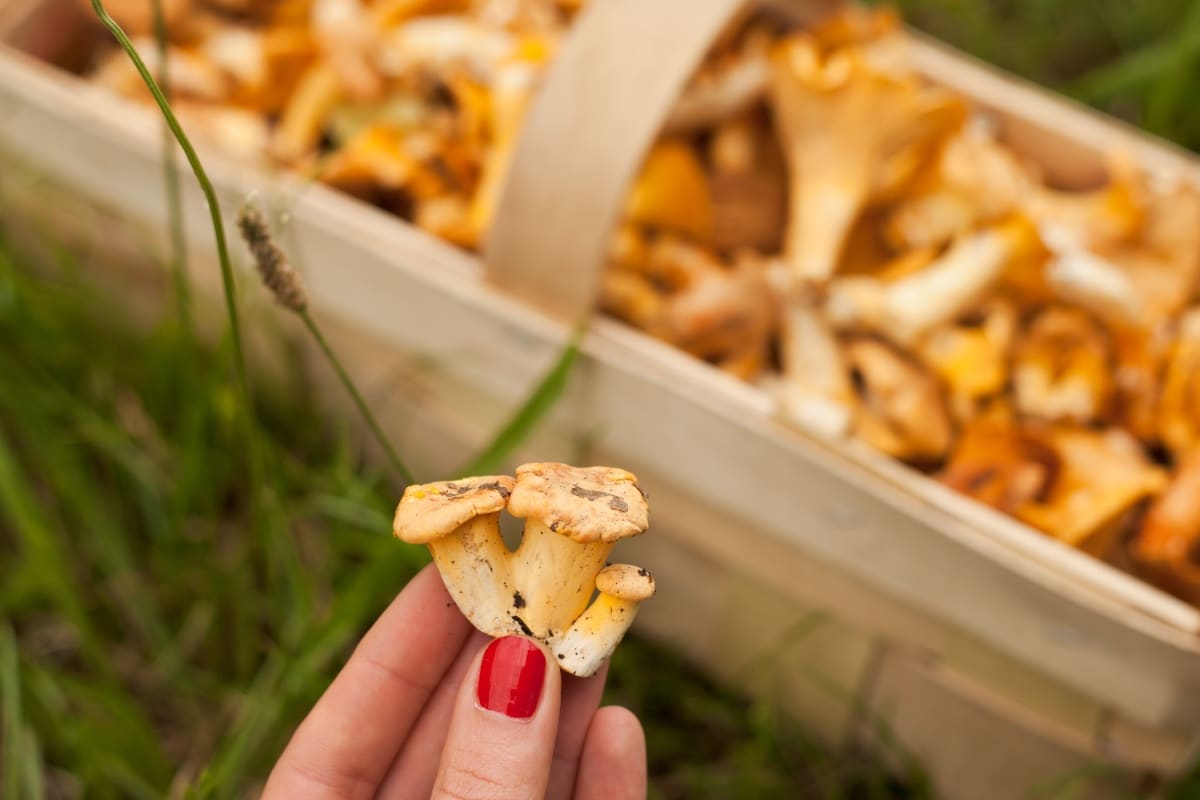 chanterelle buttons