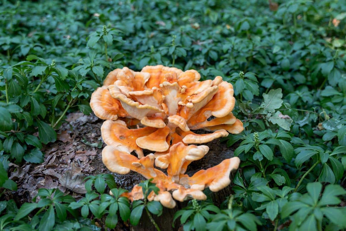 bright orange chicken of the woods mushroom