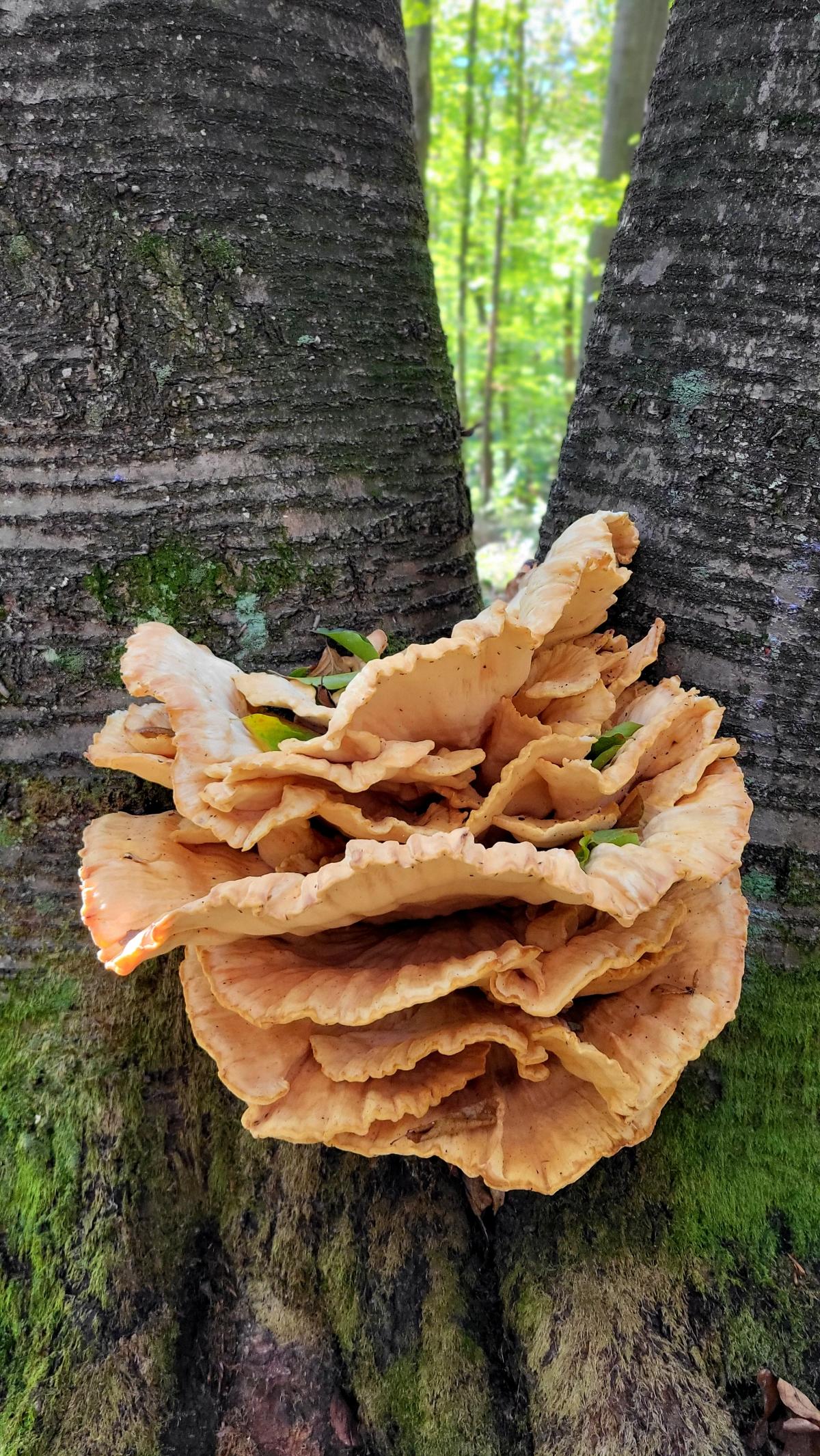 orange chicken of the woods on tree