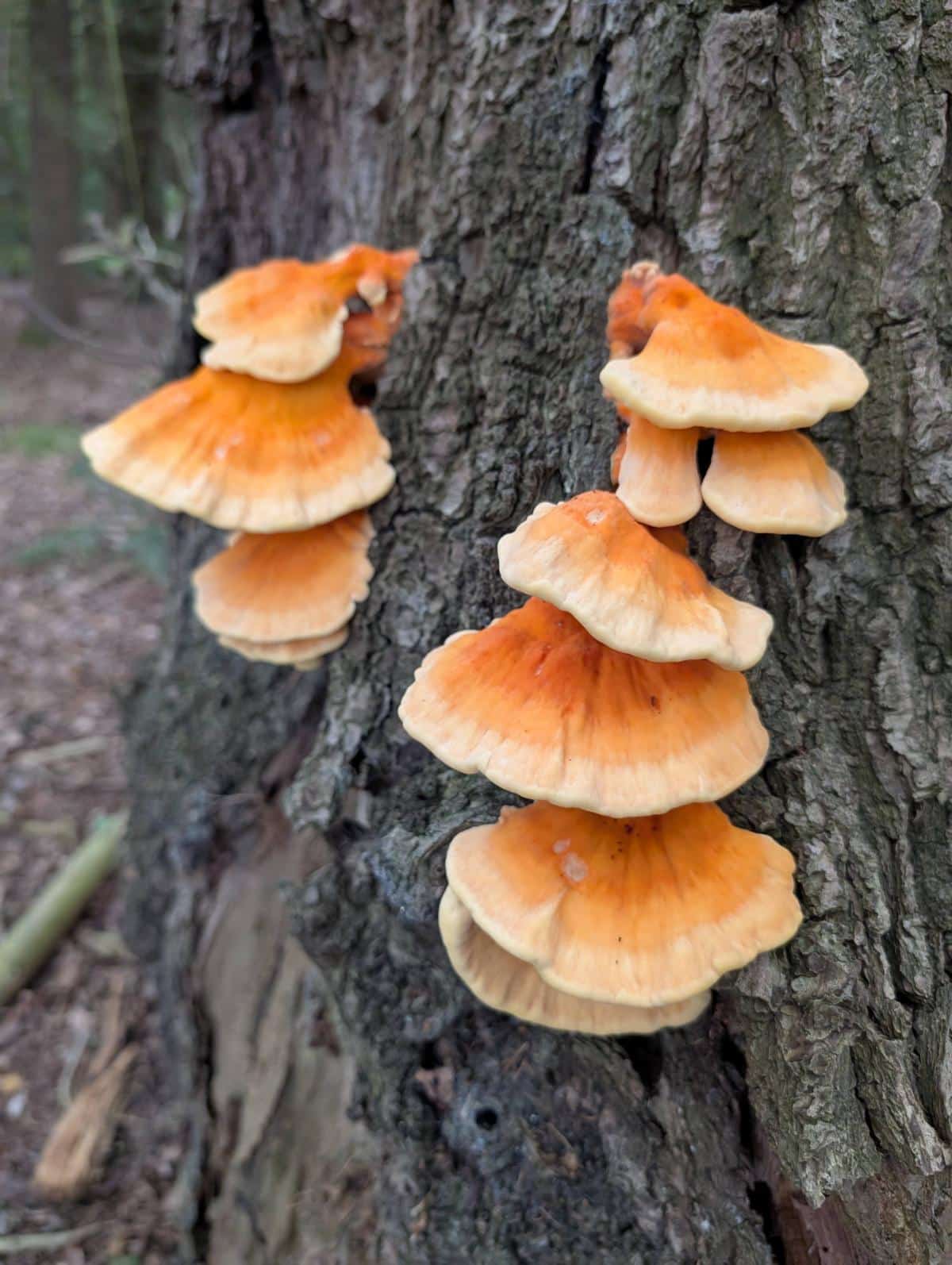 chicken of the woods mushrooms