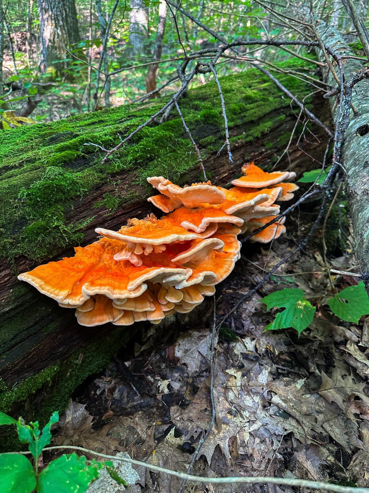 chicken of the woods mushrooms