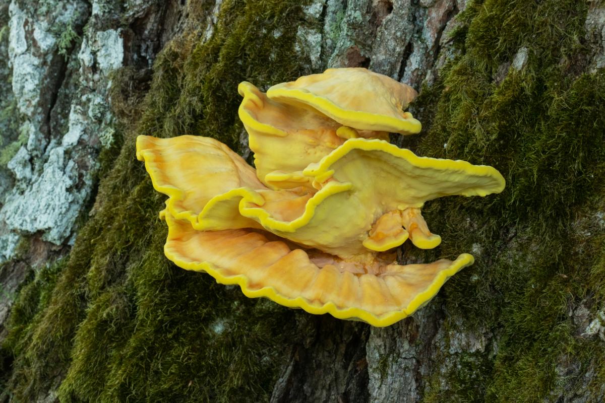 chicken of the woods mushrooms on a tree bright yellow