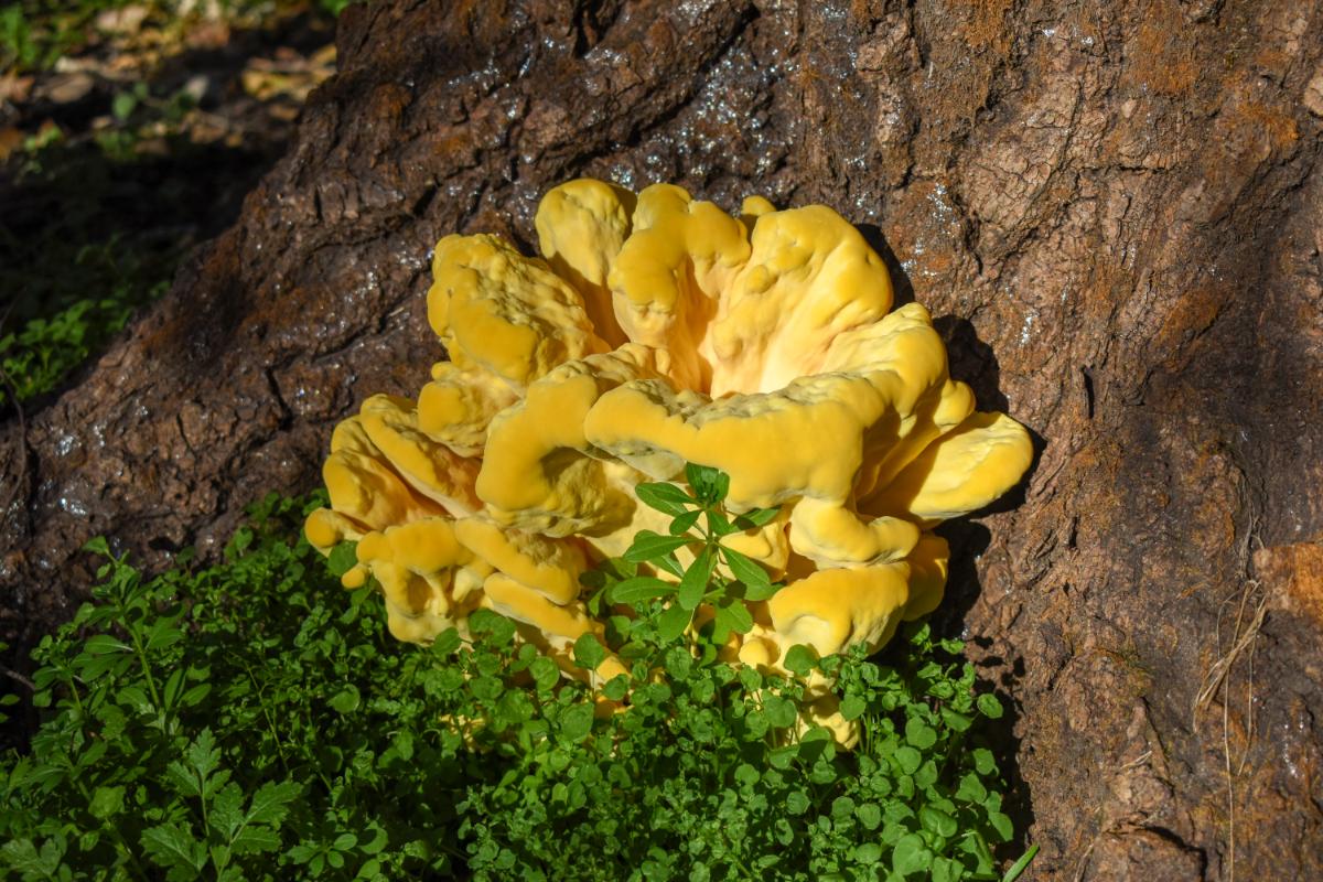 COW mushroom on a tree