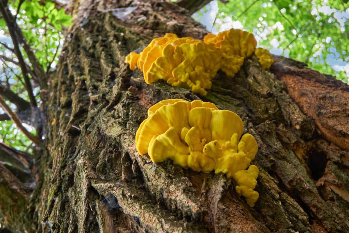 laetiporus mushrooms