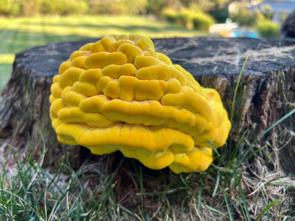 COW mushroom
