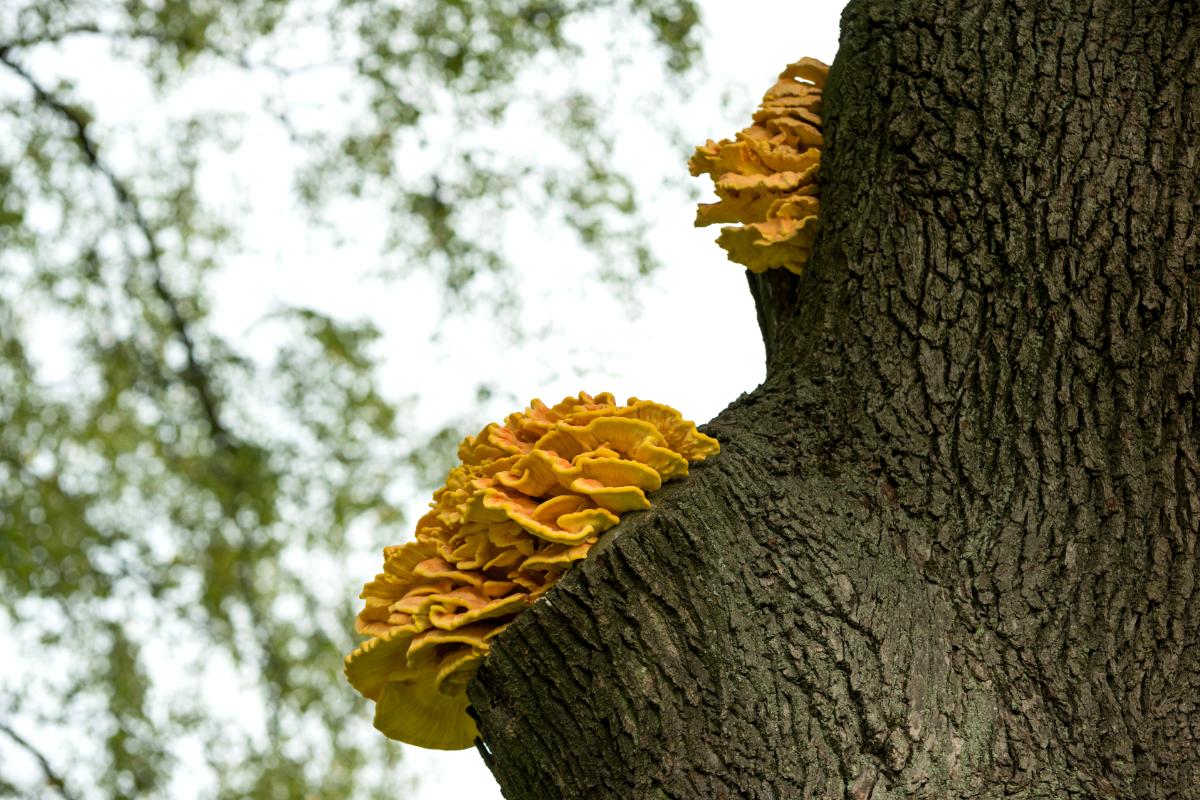 laetiporus mushrooms