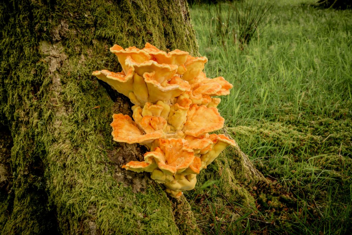 bright orange and yellow laetiporus