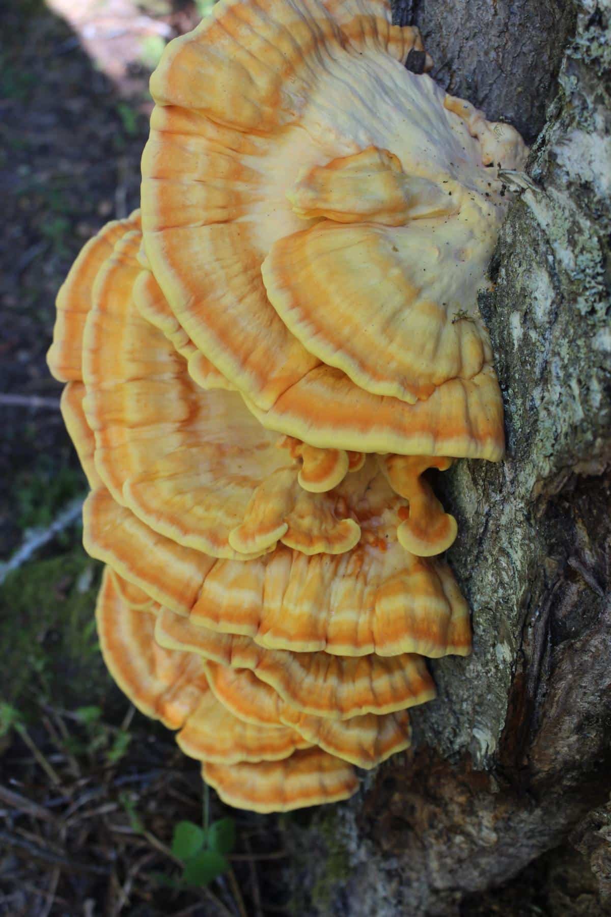 is it safe to eat chicken of the woods mushrooms